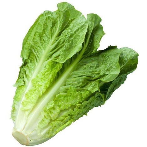 Semi di lattuga "bionda degli ortolani" piante per orto e giardino coltivazione domestica e professionale