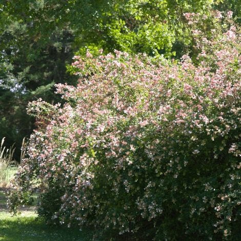 Abelia à grandes fleurs, Abélia grandiflora/Pot de 2L - 10/20 cm (1/4)