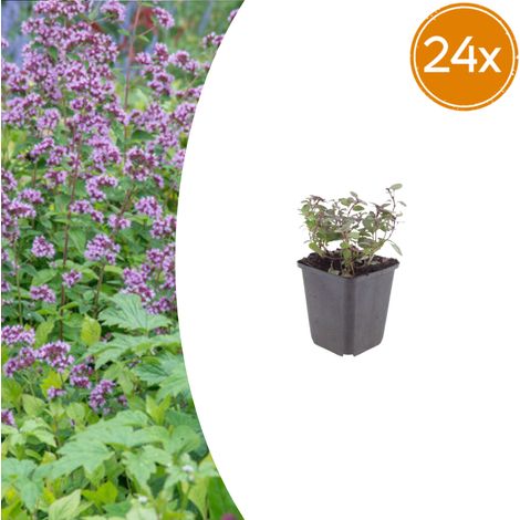 Lot de 24 Origanum laevigatum 'Herrenhausen' Origan Ornemental Vivace Rose Pot Ø 9 cm H10-25 cm - PANGIVO (1/5)