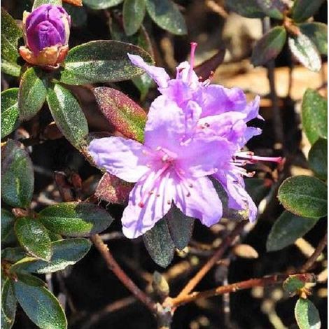 Rhododendron 'Moerheim' - 20-30 cm pot (1/3)