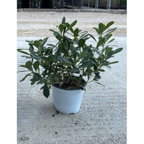 PITTOSPORUM TOBIRA NANUM CESP.17