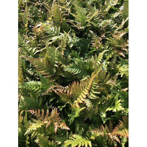 6 fougères « Voile écarlate » (Dryopteris erythrosora), fougères d'automne  Pot de 9 x 9 cm