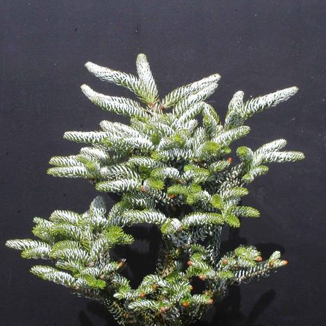 Sapin de Corée Silberlocke/Pot de 5L (1/3)