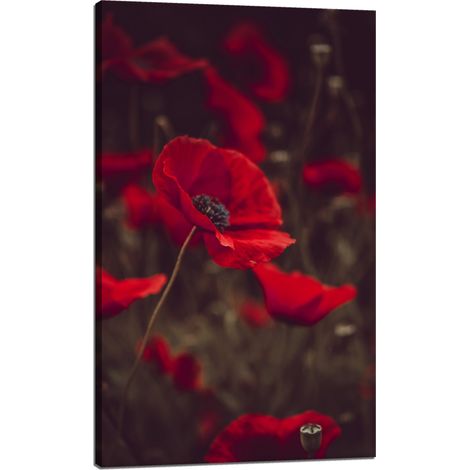Leinwanddruck Botanik Rote Mohnblumen 60x100 cm