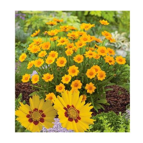 COREOPSIS ROTKELCHEN - PLANTE VIVACE - 3 GODETS