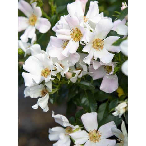 Rosier moderne 'Champs Elysées' Pot de 2L/3L