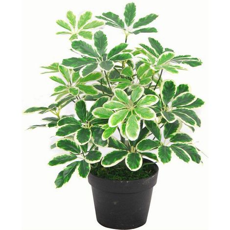 55cm Variegated Artificial Schefflera Arboricola Plant (1/4)
