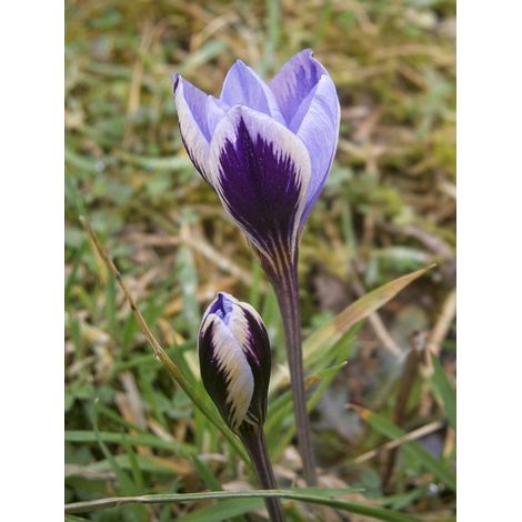 Crocus minimus Bulbe calibre 5+, Calibre 5 + (par 5) (1/2)