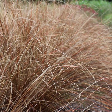 4 x Laîche de buchanan - Carex buchananii  - godet 9x9 cm