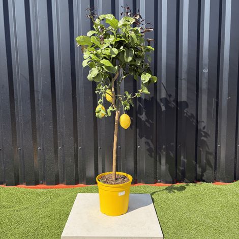 Citronnier Citrus Limon Hauteur 140 cm (1/4)