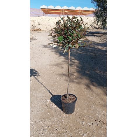 ELEAGNUS EBBINGEI COMPACTA ALB.24 1/2 FUSTO