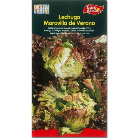 semillas fito horticolas lechuga maravilla de verano 00208 (caja 10 unidades)