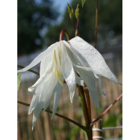 Clématite des Alpes 'Albina plena' Pot de 2L/3L (1/2)