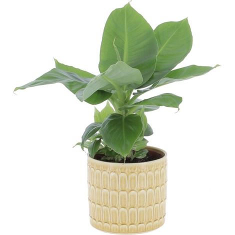 Pianta di Banano Musa Acuminata Dwarf Cavendish con Vaso in Ceramica Elna - Altezza 35-45 cm Vaso da Coltura Ø 13 cm