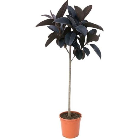 Ficus Elastica Abidjan Plante Verte d'Intérieur sur Tige Caoutchouc - 150 cm - PANGIVO