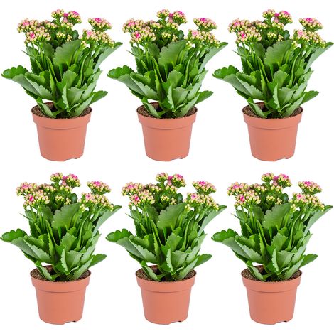Bloomique - Lot de 6 - Kalanchoé - Fleurs roses - Plante d'extérieur et d'intérieur - Hauteur 25-30 cm - Pot 12 cm