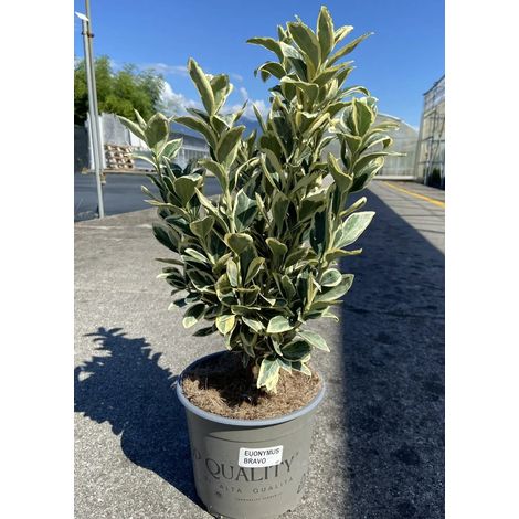 Gardenaria Evonimo - Euonymus japonicus 'Bravo' - Arbusto ornamentale da giardino - Altezza: 40/60 cm (vaso19) (1/5)