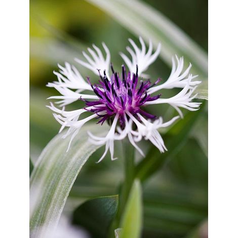Bleuet, Barbeau des montagnes 'Purple Heart' Godet de 8/9 cm (1/4)