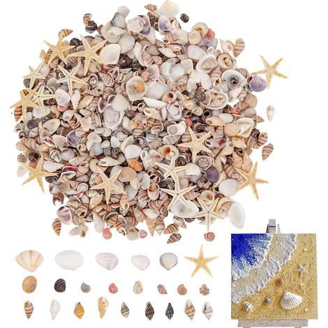 Mini Coquillages Décor Aquarium Coquillages Déco Mariage DIY Pour Amateurs, Débutants, Adultes, , Professeurs D'Art, Artistes, Aquarium, Maison, Vacances, (1/5)
