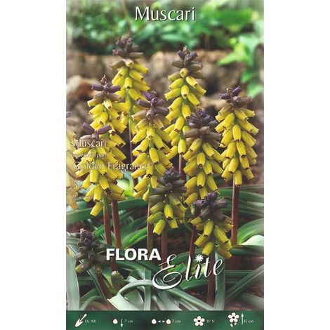 Bulbi di Muscari Macrocarpum Golden Fragrance 5 Bulbi