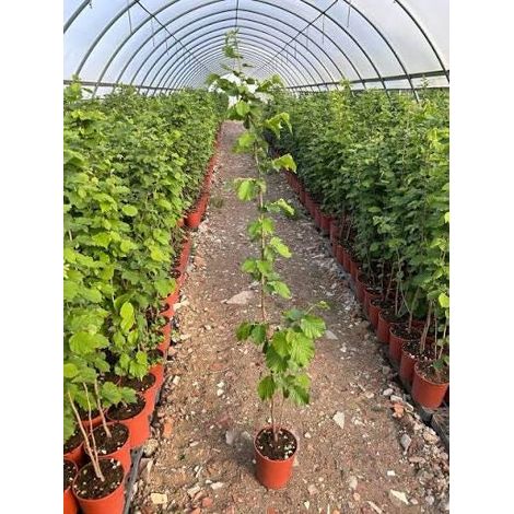 1 plant /tree (approx 1m) - Corylus avellana (hazelnut commune)