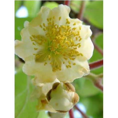 Kiwi mâle, actinidier 'Atlas'