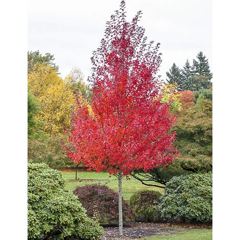 Érable rouge 'Redpointe' – Pot de 1L/1,5L – Hauteur à maturité 1200cm – Feuillage caduc, couleurs automnales vives