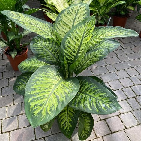 DIEFFENBACHIA TROPIC SNOW VASO 21CM (1/2)