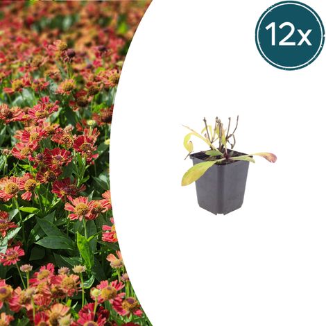 Lot de 12 Helenium 'Moerheim Beauty' Plante Vivace de Jardin Fleurs Jaune et Orange 10-25 cm Ø 9 cm - PANGIVO (1/5)