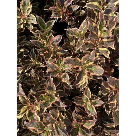 Gardenaria Weigela florida 'Monet' - Arbusto ornamentale da giardino - Altezza: 40/50 cm (vaso18) (1/3)