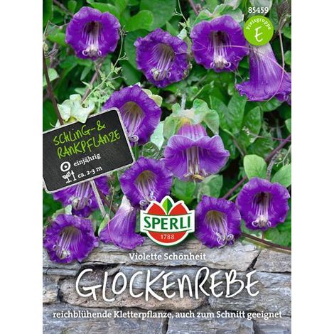 Sperli Glockenreben Violette Schönheit - Blumensamen (1/4)