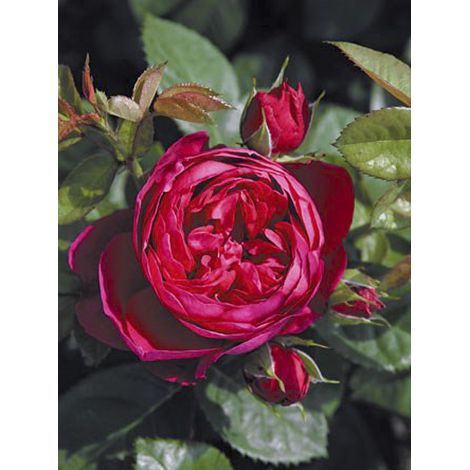 Rosier 'Les Années Folles Trocadero' Pot de 4L/5L