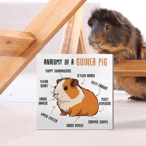 Décoration à cobayes : panneau en boîte en bois, décoration de bureau humoristique à cobaye pour la maison, cadeaux pour les amateurs et propriétaires de cobayes (tous âges et genres, maman/papa de co (1/5)