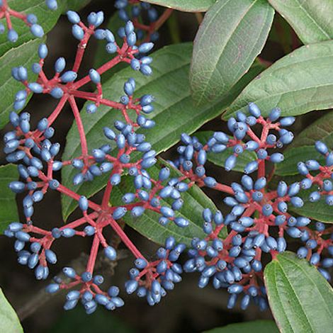 Viorne de David - Viburnum davidii  - 25-30 cm pot