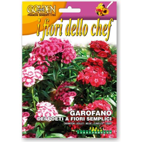 SEMI DI GAROFANO DEI POETI A FIORI SEMPLICI