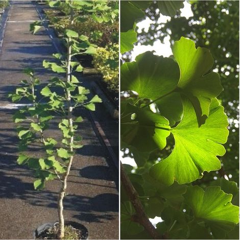 Planta de Ginkgo Biloba - Gingo. 60 Cm