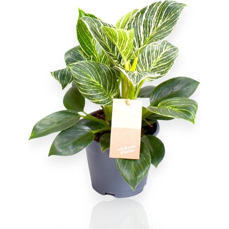 Gardenaria Philodendron 'Birkin' Zebra - Pianta da interno ornamentale - Altezza: 35 cm (vaso 14)