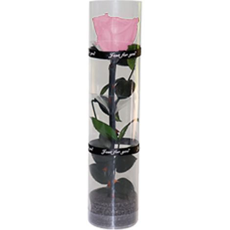 Rose Préservee - Rose Réelle Naturelle - Longueur 27 Cm - Diamètre Fleurs 4 5 Cm - Emballage Cadeau Transparent - 1 Pièce (1/5)