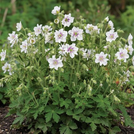 Géranium vivace Algera Double/Godet