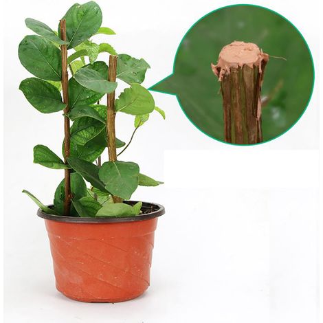 50g Pâte cicatrisante pour arbres, agent de guérison bonsai, mastic végétal pour taille (1/5)