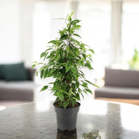 Gardenaria Ficus benjamina 'Anastasia' - Pianta da interno ornamentale - Altezza: 45 cm (vaso 17)