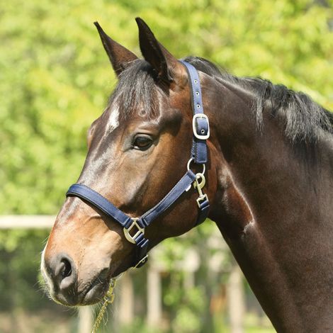 ELDORADO Nylon-Pferdehalfter Lea - navy - Warmblut (1/2)