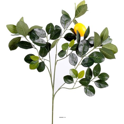 Superbe Branche de citronnier avec citron - 58 Feuilles - H 60 cm L 40 cm (1/3)