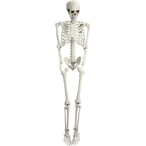 Squelette simulé d'Halloween, ornement squelette de 165 cm, articulations mobiles, apparence réaliste. (1/5)