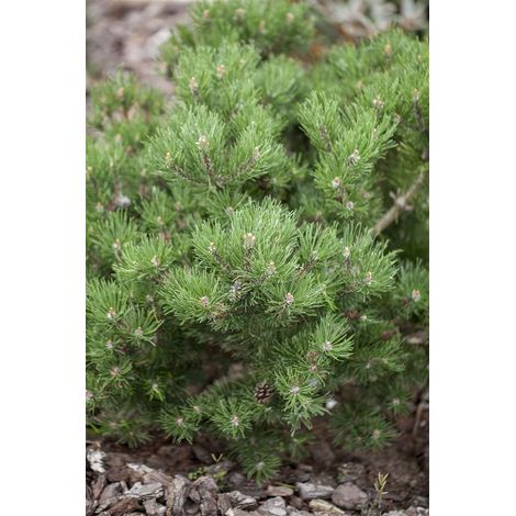 Berg-Kiefer 'Laurin' Pinus mugo 'Laurin' C 4 25- 30
