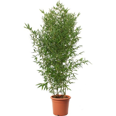 Bambusa Aurea - Bamboo Pianta Vera da Esterno - Bambù Piante per Giardino Balcone Terrazzo - H 145/170 cm Vaso Ø 24 cm
