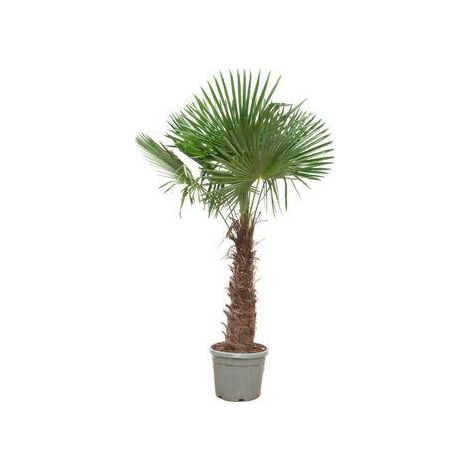 Palmier de Chine Trachycarpus Fortunei pour Jardin et Terrasse - Hauteur 240-270 cm - Ø40-55 cm - PANGIVO