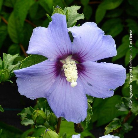 PIANTA DI HIBISCUS SYRIACUS VASO 16 ALTEZZA 30/40 cm (foto reali) COLORI MIX-VIOLA