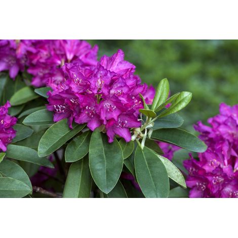 Rhododendron-Hybride 'Granat' Rhododendron Hybr.'Granat' C 7,5 40- 50