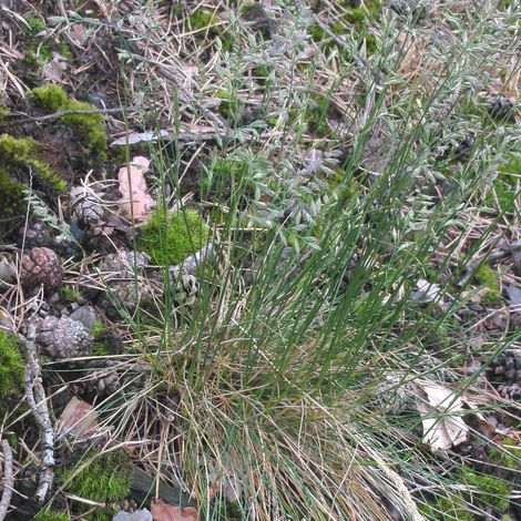 Schafschwingel (Festuca trachyphylla) Raublättriger Schafschwingel 25 kg